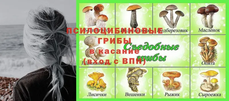 Галлюциногенные грибы GOLDEN TEACHER  Фёдоровский 